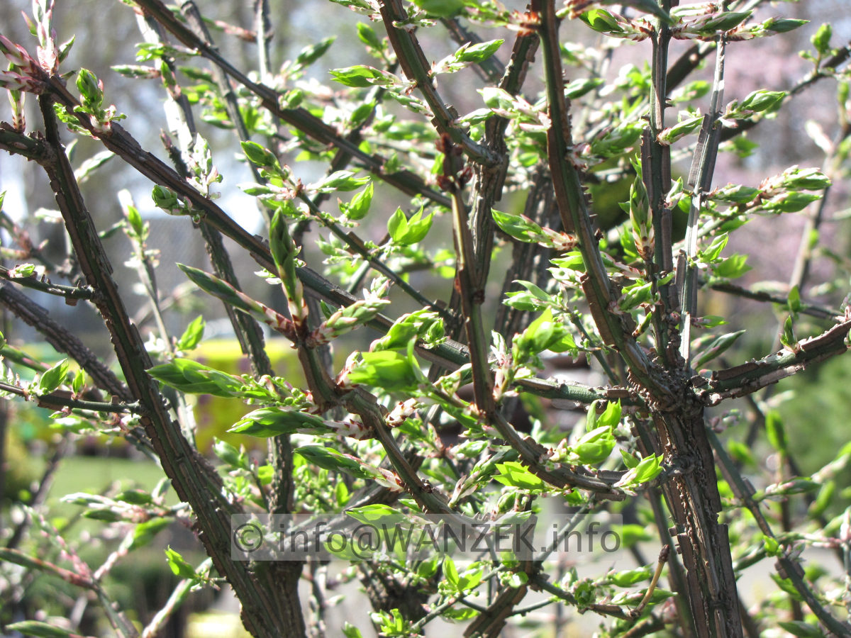 Euonymus alatus - Korkleisten im Austrieb.JPG